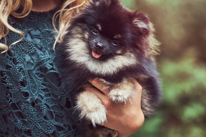 Colores de Pomerania