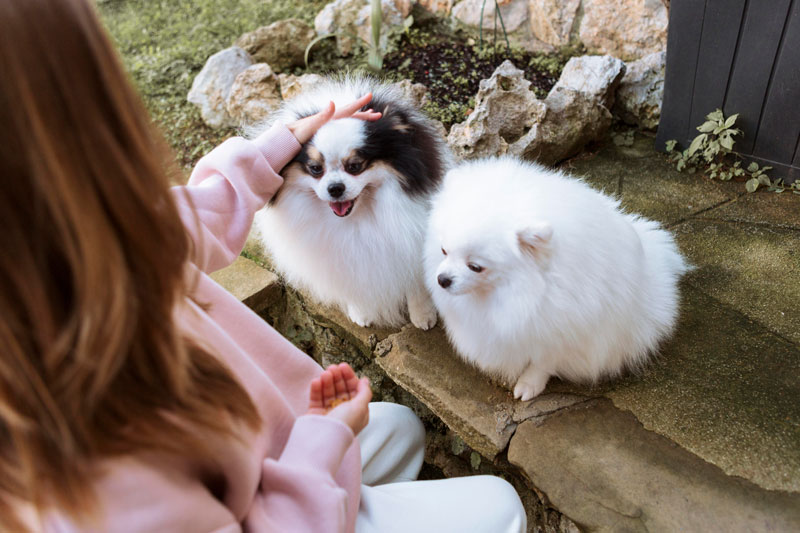 Pelaje de Pomerania