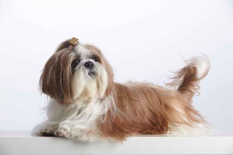 Shih Tzu: Todo lo que Debes Saber