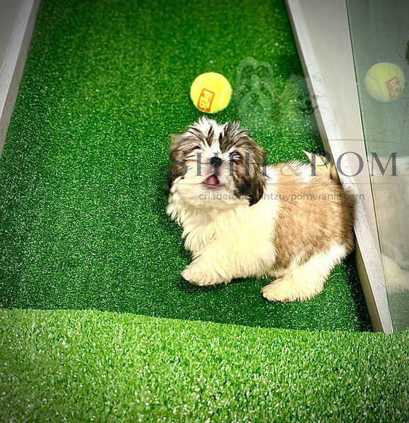 Cachorro Shih Tzu