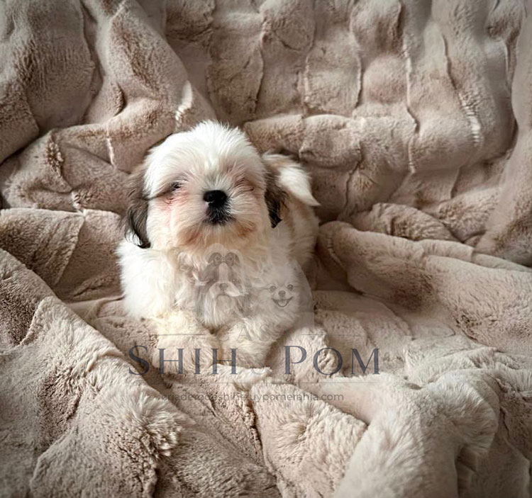 Cachorro Shih Tzu descansando en casa