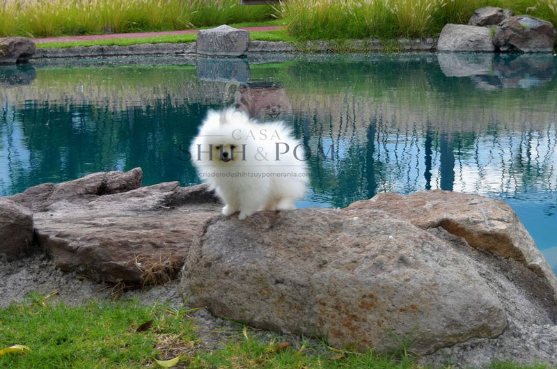 Cachorro Pomerania
