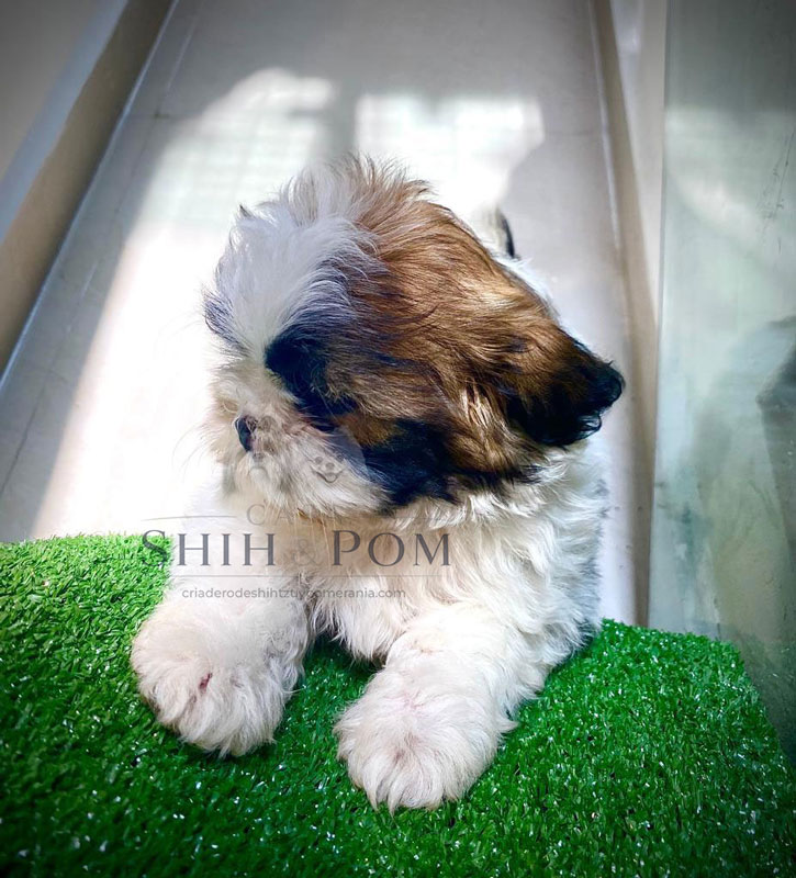 Cachorro Shih Tzu