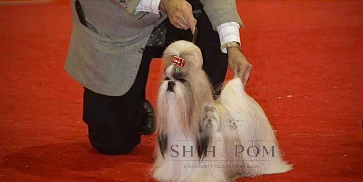Shih Tzu en exposición canina