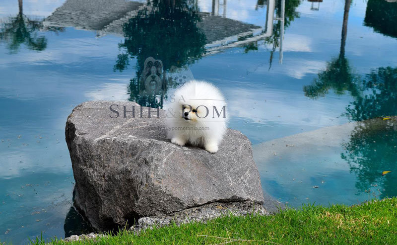 Pomerania blanco en un entorno natural