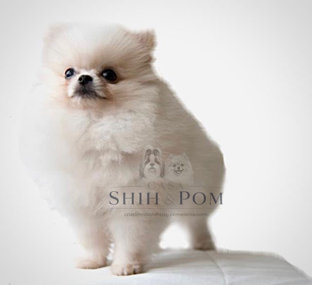 Cachorros Pomerania disponibles