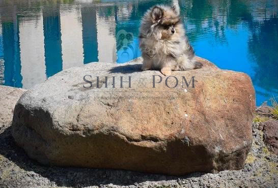 Pomerania de referencia de tamaño