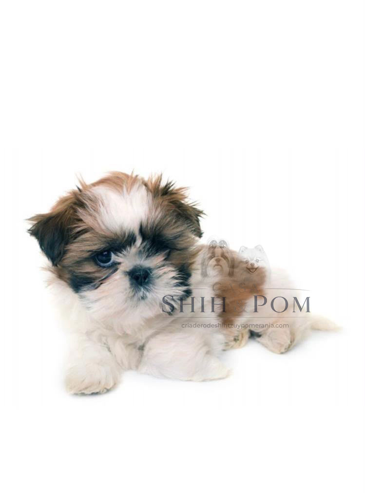 Cachorro Shih Tzu disponible