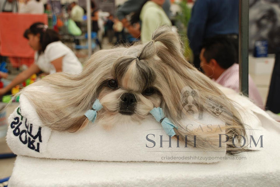 Shih Tzu adulto con pelaje largo