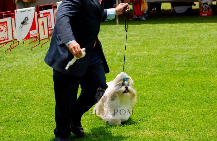 Shih Tzu con pedigree en exhibición