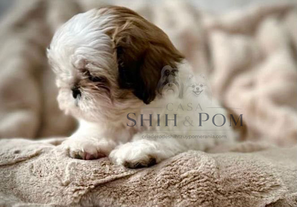 Cachorro Shih Tzu