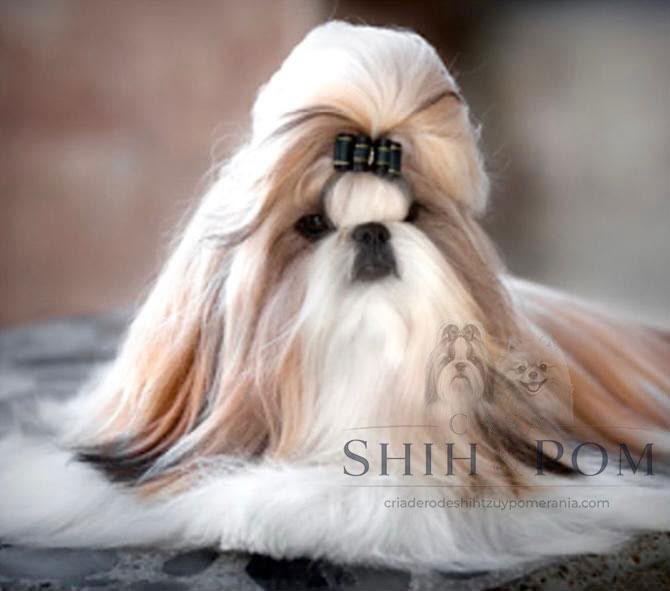 Cachorro Shih Tzu disponible cerca de ti