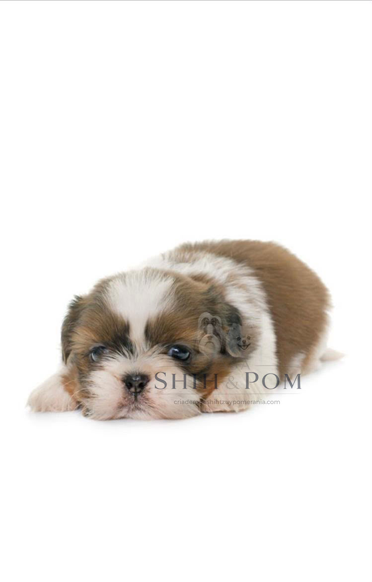 Cachorro Shih Tzu de cerca